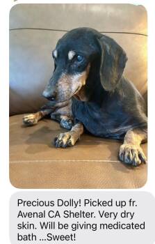 Dolly - Santa Barbara -  Dachshund Dog for Adoption in Los Angeles, California - Dolly - Santa Barbara | PetCurious