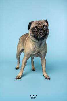 Frank -  Pug Dog for Adoption in Hoffman Estates, Illinois - Frank | PetCurious