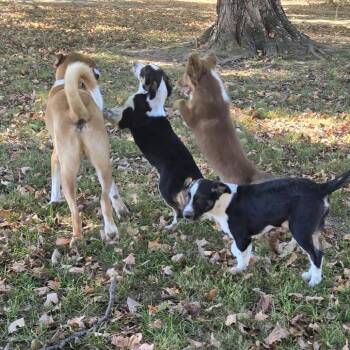 Molly -  Australian Shepherd and Border Collie Dog for Adoption in Huntsville, Alabama - Molly | PetCurious