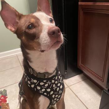 Roscoe -  Terrier and Husky Dog for Adoption in Aurora, Illinois - Roscoe | PetCurious