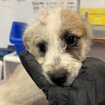 Veronica -  Terrier and Mixed Breed Dog for Adoption in Yuma, Arizona - Veronica | PetCurious