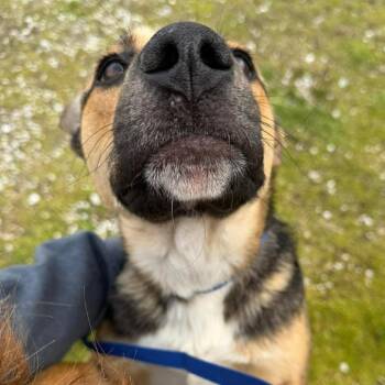 Trucky -  German Shepherd Dog Dog for Adoption in Corbin, Kentucky - Trucky | PetCurious