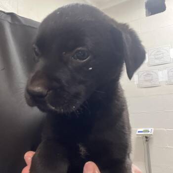 Black Labrador Retriever and Mixed Breed Dogs Available for Adoption in Clanton, Alabama - Lexi | PetCurious