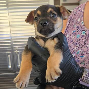 Oreo -  Mixed Breed Dog for Adoption in Redwood Valley, California - Oreo | PetCurious