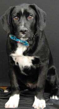 Uncle Sam -  Plott Hound Dog for Adoption in Newland, North Carolina - Uncle Sam | PetCurious