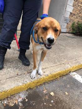 Mixed Breed Dogs Available for Adoption in Dallas, Texas - ELSA | PetCurious