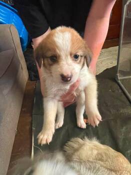 Imogen -  Husky Dog for Adoption in Germantown, Ohio - Imogen | PetCurious