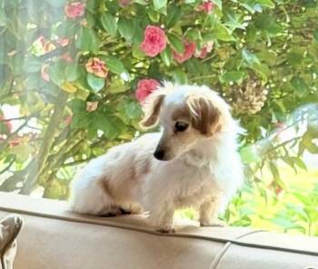 Dachshund Dogs Available for Adoption in Portland, Oregon - Lucy | PetCurious