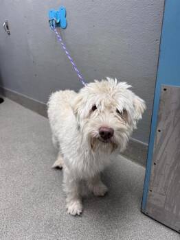 CASPER -  Siberian Husky and Mixed Breed Dog for Adoption in Las Vegas, Nevada - CASPER | PetCurious