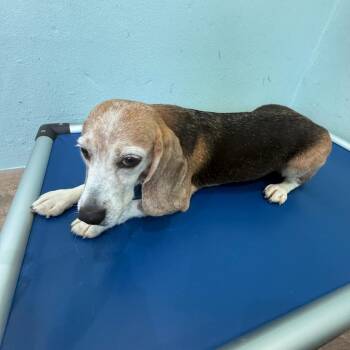 OHHG8 - 4568 aka Marcia -  Beagle Dog for Adoption in Loxahatchee Groves, Florida - OHHG8 - 4568 Aka Marcia | PetCurious