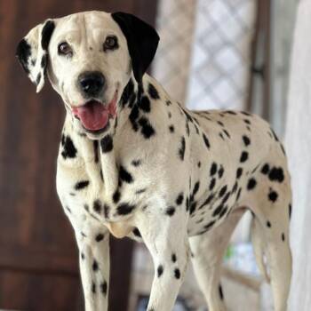 Princess -  Dalmatian Dog for Adoption in New York, New York - Princess | PetCurious