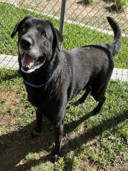 Rescue Labrador Retriever Dogs for Adoption in Thousand Palms, California - CAMERON | PetCurious