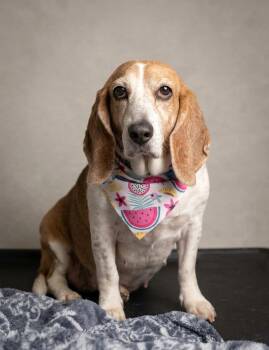 Maggie Moo -  Beagle and Basset Hound Dog for Adoption in Gulfport, Mississippi - Maggie Moo | PetCurious