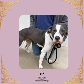 Maya -  American Staffordshire Terrier and Mixed Breed Dog for Adoption in Cumberland, Rhode Island - Maya | PetCurious
