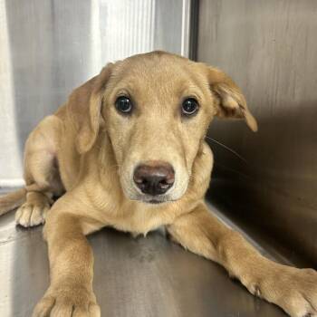 Lloyd -  Golden Retriever Dog for Adoption in Uniontown, Pennsylvania - Lloyd | PetCurious