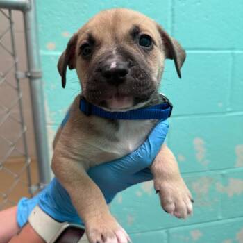 JUPITER -  Labrador Retriever Dog for Adoption in Joshua Tree, California - JUPITER | PetCurious