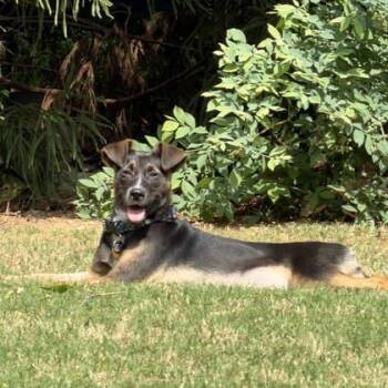 Catahoula Leopard Dog and Mixed Breed Dogs Available for Adoption in Atlanta, Georgia - Dee Dee | PetCurious