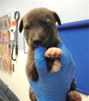 MARLIN -  Pit Bull Terrier and Mixed Breed Dog for Adoption in Albuquerque, New Mexico - MARLIN | PetCurious