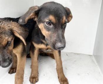 A657929 -  German Shepherd Dog and Mixed Breed Dog for Adoption in Houston, Texas - A657929 | PetCurious