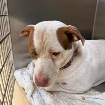 Buzz -  Mixed Breed Dog for Adoption in Winston-salem, North Carolina - Buzz | PetCurious