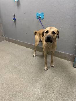 RINGO -  German Shepherd Dog and Labrador Retriever Dog for Adoption in Las Vegas, Nevada - RINGO | PetCurious