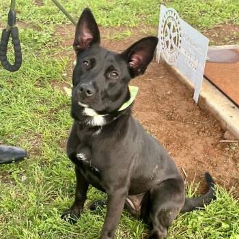 Giselle -  Pit Bull Terrier Dog for Adoption in Palestine, Texas - Giselle | PetCurious