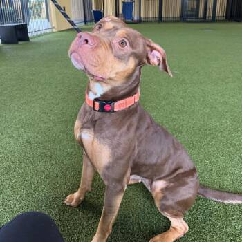 Mixed Breed Dogs Available for Adoption - Hazel | PetCurious