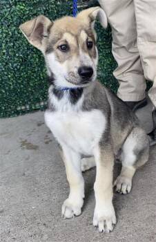 Siberian Husky and Shepherd Dogs Available for Adoption in El Paso, Texas - Bonita | PetCurious