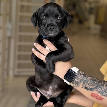 Shepherd Dogs Available for Adoption - Bentley | PetCurious