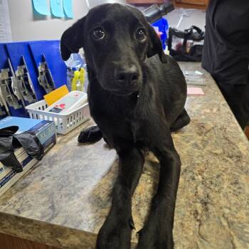 Ram Dass- 102706U -  Black Labrador Retriever and Mixed Breed Dog for Adoption in Tupelo, Mississippi - Ram Dass- 102706U | PetCurious