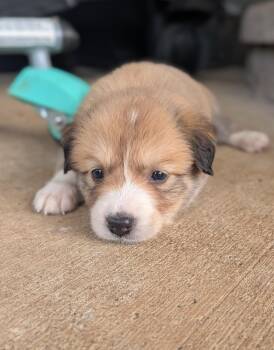 Tanooki -  Great Pyrenees Dog for Adoption in Spring Hill, Tennessee - Tanooki | PetCurious