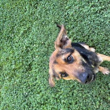 Mary -  Shepherd Dog for Adoption in Circleville, Ohio - Mary | PetCurious