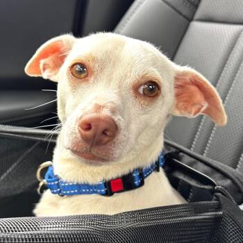 Chihuahua Dogs Available for Adoption - Zach | PetCurious