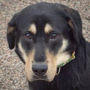 Black Labrador Retriever and Rottweiler Dogs Available for Adoption in Huntley, Illinois - Bruno | PetCurious