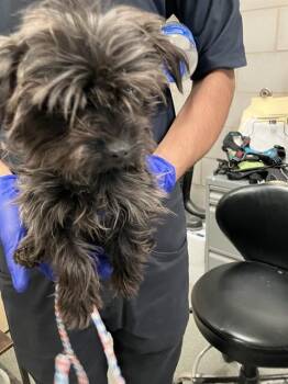 Mixed Breed Dogs Available for Adoption - A1280890 | PetCurious