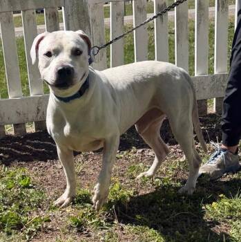 Pit Bull Terrier Dogs Available for Adoption in Waterloo, Iowa - Key | PetCurious