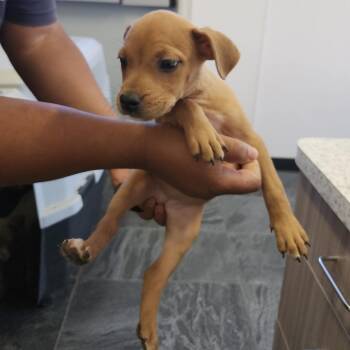 Dest -  Terrier Dog for Adoption in Clearwater, Florida - Dest | PetCurious