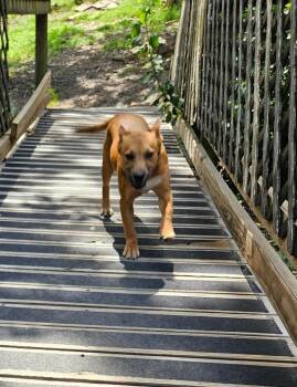 Biscoff -  Mixed Breed Dog for Adoption in Sherwood, Arkansas - Biscoff | PetCurious