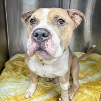 Rescue Mixed Breed Dogs for Adoption in New York, New York - Dapper Dan | PetCurious