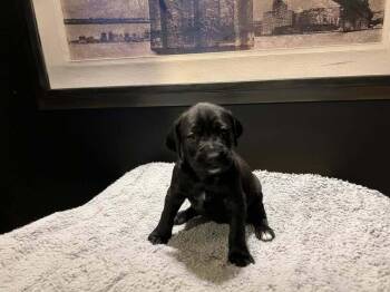 Boxer and Poodle Dogs Available for Adoption - Bless | PetCurious