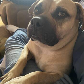 Nala -  Bullmastiff Dog for Adoption in Berkeley, California - Nala | PetCurious