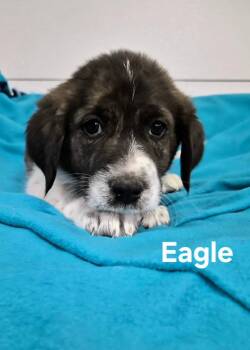 Eagle -  Great Pyrenees Dog for Adoption in Hillside, Illinois - Eagle | PetCurious