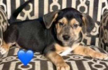Desi -  Mixed Breed Dog for Adoption in West Chester, Pennsylvania - Desi | PetCurious
