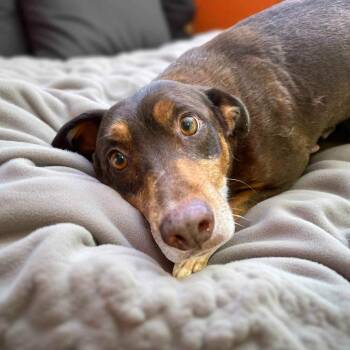 Emma -  Labrador Retriever and German Shepherd Dog Dog for Adoption in Raymond, Mississippi - Emma | PetCurious