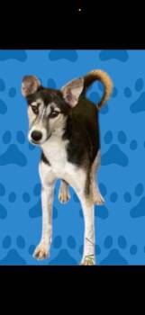Rescue Husky and Australian Shepherd Dogs for Adoption in Dallas, Texas - Deville J | PetCurious