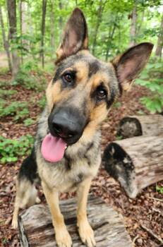 Rhett -  German Shepherd Dog Dog for Adoption in Pelzer, South Carolina - Rhett | PetCurious