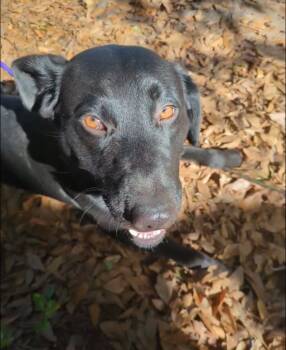 Rescue Labrador Retriever Dogs for Adoption in Little Rock, Arkansas - Helena | PetCurious