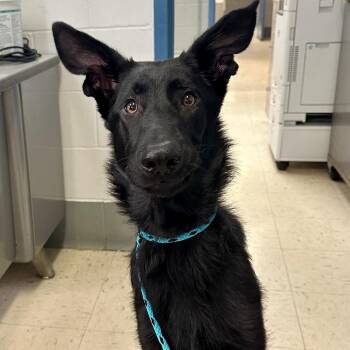 Bruce Wayne D12019 -  German Shepherd Dog Dog for Adoption - Bruce Wayne D12019 | PetCurious