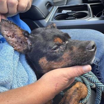 Yuni -  Mixed Breed Dog for Adoption in Centerville, Tennessee - Yuni | PetCurious
