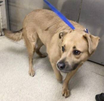 Labrador Retriever Dogs Available for Adoption - BURT | PetCurious